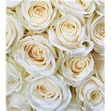 Vliesové fototapety bílé růže rozměr 225 cm x 250 cm