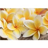 Vliesové fototapety plumeria rozměr 375 cm x 250 cm