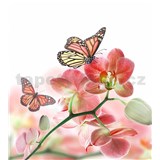 Vliesové fototapety orchidej s motýly rozměr 225 cm x 250 cm