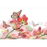 Vliesové fototapety orchidej s motýly rozměr 375 cm x 250 cm