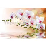 Vliesové fototapety bílá orchidej rozměr 375 cm x 250 cm - POSLEDNÍ KUSY