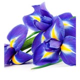 Vliesové fototapety iris rozměr 225 cm x 250 cm