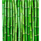 Vliesové fototapety bambus rozměr 225 cm x 250 cm