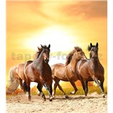 Vliesové fototapety koně při západu slunce rozměr 225 cm x 250 cm - POSLEDNÍ KUSY