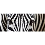Vliesové fototapety zebra rozměr 375 cm x 150 cm