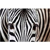 Vliesové fototapety zebra rozměr 375 cm x 250 cm