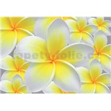 Vliesové fototapety žluté květy Plumeria rozměr 312 cm x 219 cm