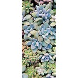 Vliesové fototapety sukulenty rozměr 91 cm x 211 cm