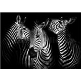 Vliesové fototapety zebry rozměr 368 cm x 254 cm