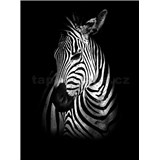 Vliesové fototapety zebra rozměr 184 cm x 254 cm