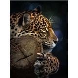 Vliesové fototapety jaguár rozměr 184 cm x 254 cm