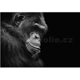 Vliesové fototapety šimpanz rozměr 368 cm x 254 cm