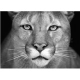 Vliesové fototapety puma rozměr 254 cm x 184 cm