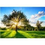 Vliesové fototapety svit slunce v koruně stromu rozměr 368 cm x 254 cm