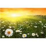 Vliesové fototapety květinové pole při západu slunce rozměr 375 cm x 250 cm