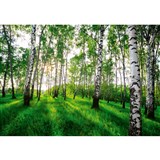 Vliesové fototapety březový les rozměr 368 cm x 254 cm