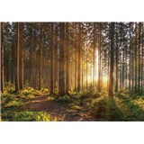Vliesové fototapety sluneční svit mezi stromy rozměr 368 cm x 254 cm