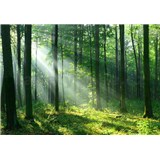 Vliesové fototapety sluneční svit mezi stromy rozměr 368 cm x 254 cm