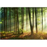 Vliesové fototapety svítání v lese rozměr 368 cm x 254 cm