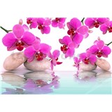 Vliesové fototapety orchideje růžové rozměr 312 cm x 219 cm