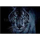 Vliesové fototapety tygr tyrkysové oči rozměr 312 cm x 219 cm