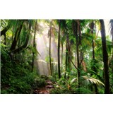 Vliesové fototapety cesta v džungli rozměr 375 cm x 250 cm