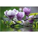 Vliesové fototapety rozkvetlá magnolie rozměr 312 cm x 219 cm