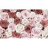 Fototapety růže rozměr 368 cm x 254 cm