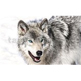 Vliesové fototapety vlk s modrýma očima rozměr 312 cm x 219 cm