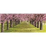 Vliesové fototapety spring rozměr 250 cm x 104 cm