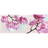 Vliesové fototapety orchidej rozměr 250 cm x 100 cm