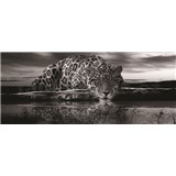 Vliesové fototapety jaguár černobílý rozměr 250 cm x 104 cm