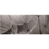 Vliesové fototapety bílé pampelišky rozměr 250 cm x 104 cm