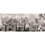 Vliesové fototapety tulipány rozměr 250 cm x 104 cm
