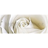 Vliesové fototapety bílá růže rozměr 250 cm x 104 cm