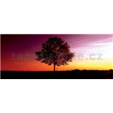 Vliesové fototapety strom rozměr 250 cm x 104 cm