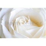Vliesové fototapety bílá růže rozměr 312 cm x 219 cm