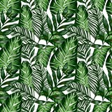 Samolepící fólie tropical listy - 67,5 cm x 15 m