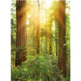 Vliesové fototapety les rozměr 184 cm x 248 cm
