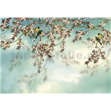 Fototapety Sakura rozměr 368 cm x 254 cm