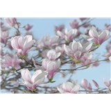 Fototapety magnolie rozměr 368 cm x 254 cm