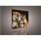 Obraz na plátně tygři 90 x 80 cm