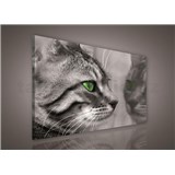 Obraz na plátně kočka 100 x 75 cm