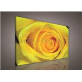 Obraz na plátně žlutá růže 75 x 100 cm