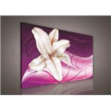Obraz na plátně lilie na růžovém podkladu 75 x 100 cm