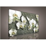 Obraz na plátně bílá orchidej na kameni 75 x 100 cm