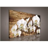Obraz na plátně bílá orchidej na dřevě 75 x 100 cm