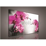 Obraz na plátně orchidej růžová 75 x 100 cm