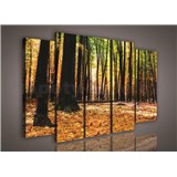 Obraz na plátně podzimní les 150 x 100 cm