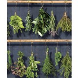 Vliesové tapety na zeď bylinky